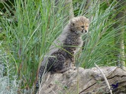 Tiergarten Schönbrunn am 20.10.2025